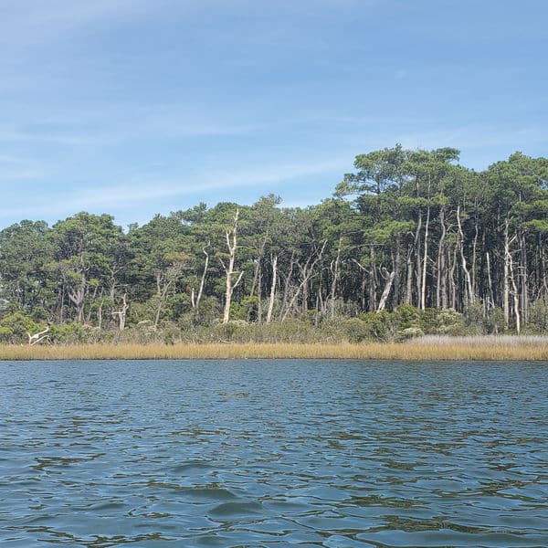 Coastal forest at Newport Bay
